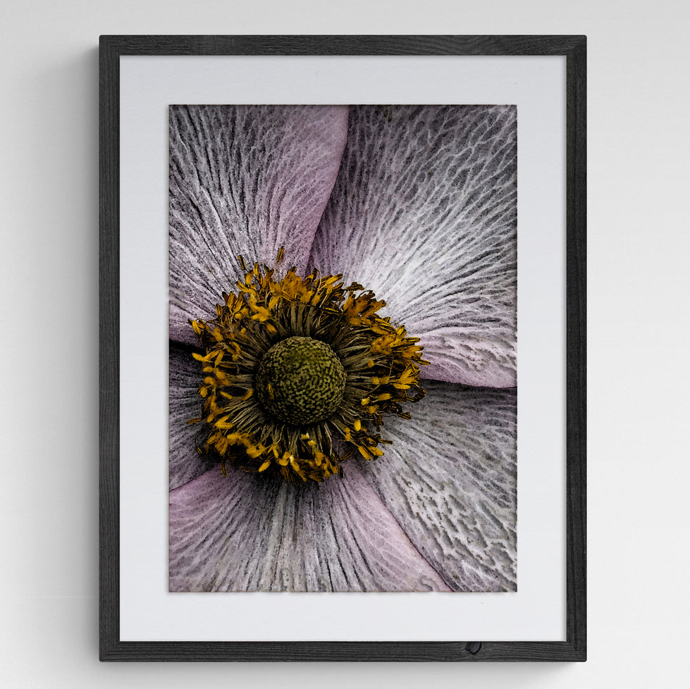 Pale Anemone