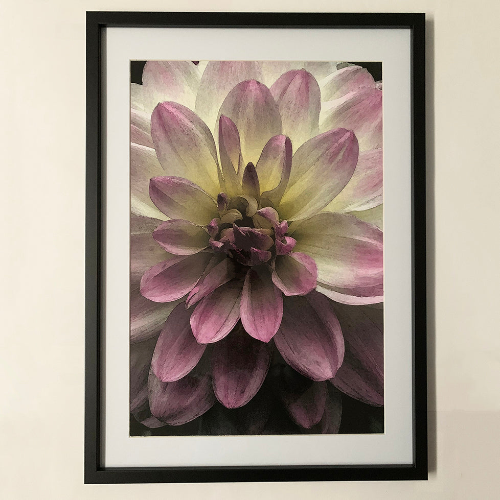 Pink Bloom I