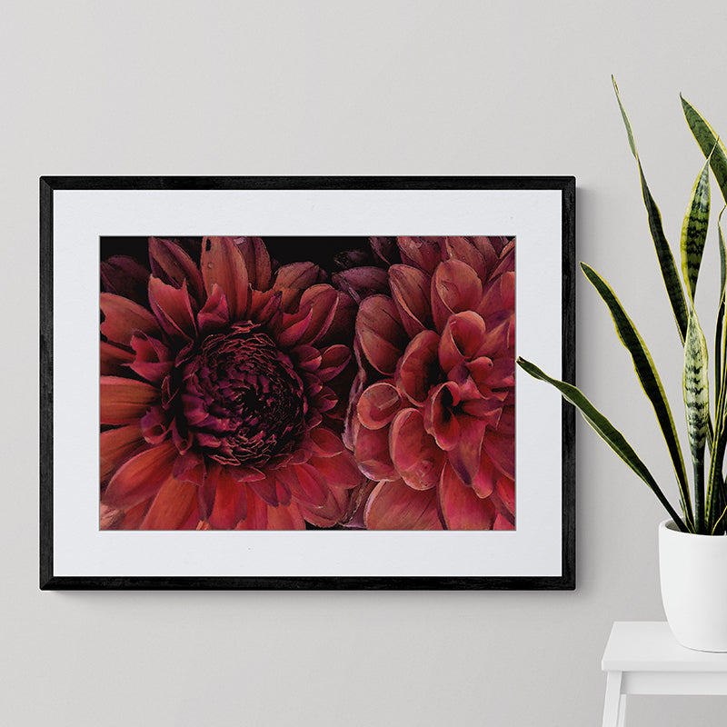 Dusky Pink Dahlias II