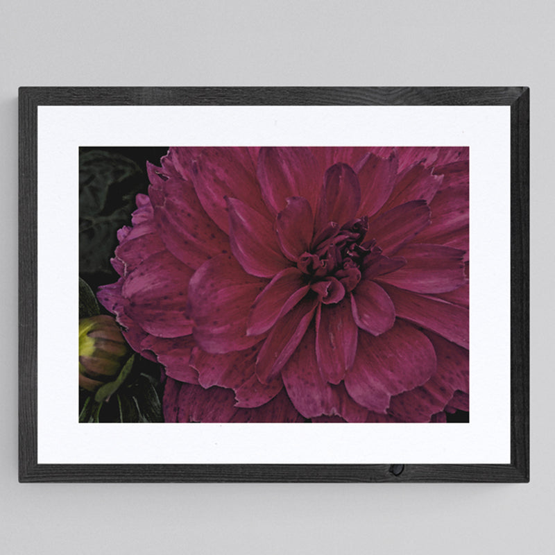 Deep Pink Dahlia