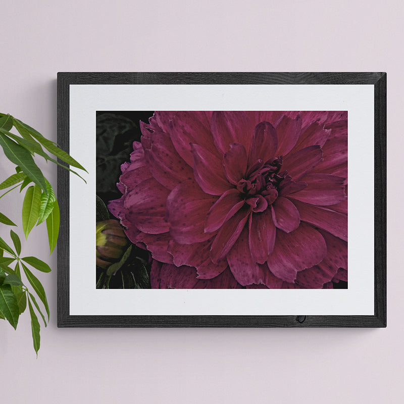Deep Pink Dahlia