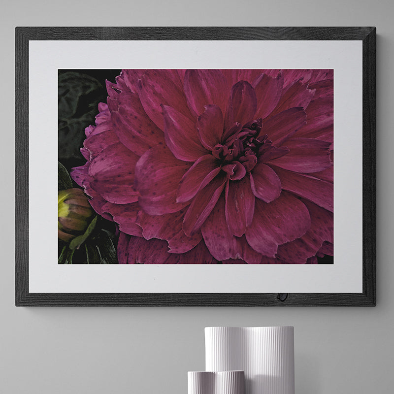 Deep Pink Dahlia
