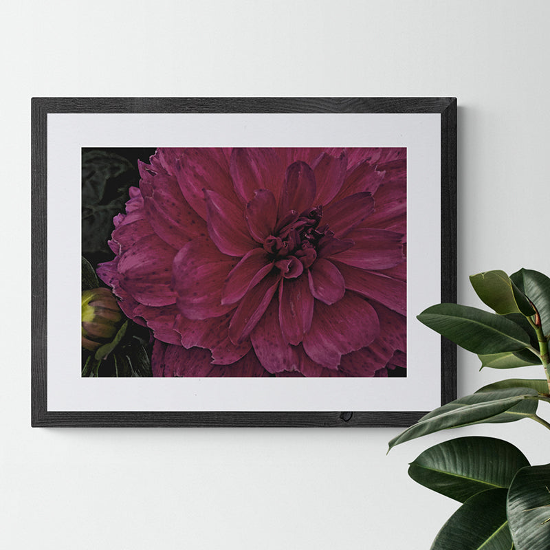 Deep Pink Dahlia