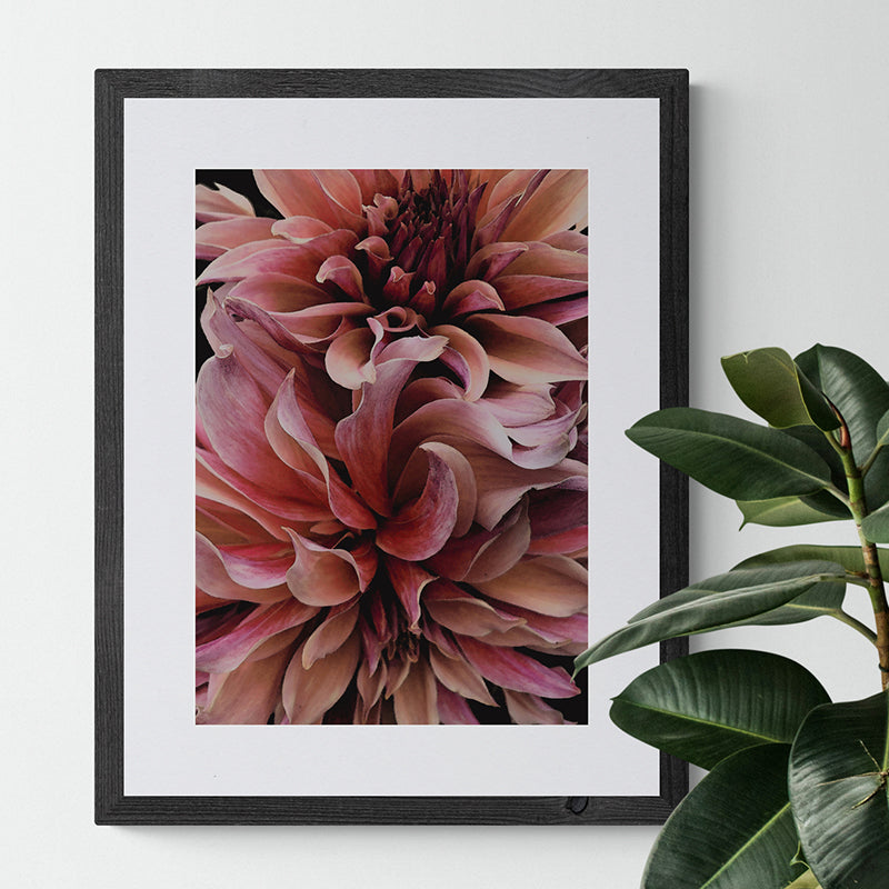 Dahlia Waves