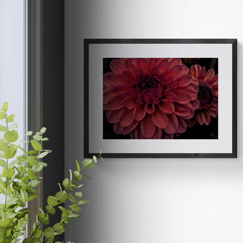 Dusky Pink Dahlias I