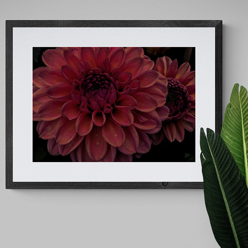 Dusky Pink Dahlias I