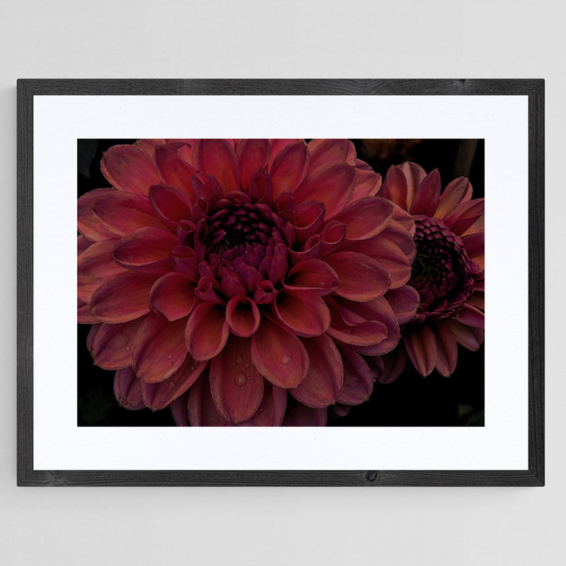 Dusky Pink Dahlias I