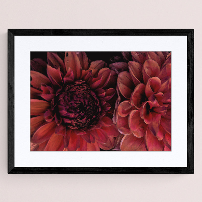 Dusky Pink Dahlias II