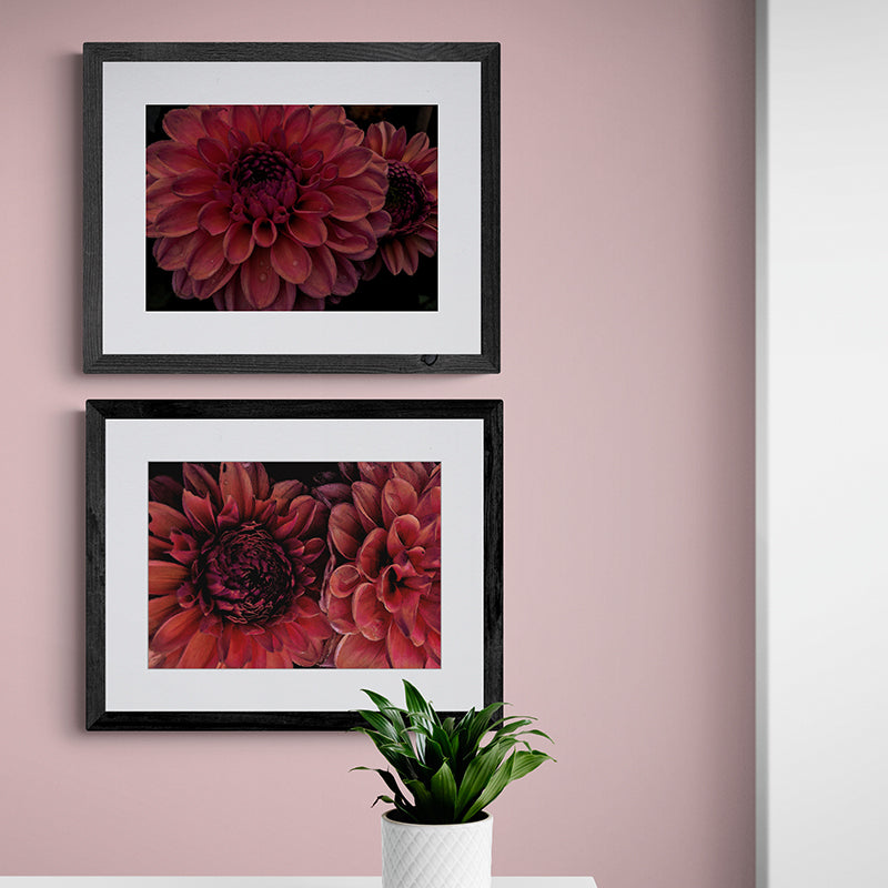 Dusky Pink Dahlias I