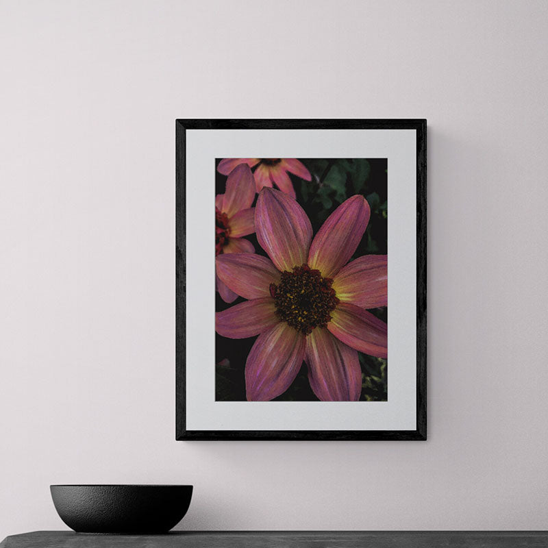Dahlia Stripes