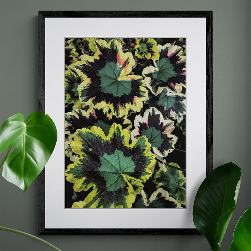 Late Summer Leaves