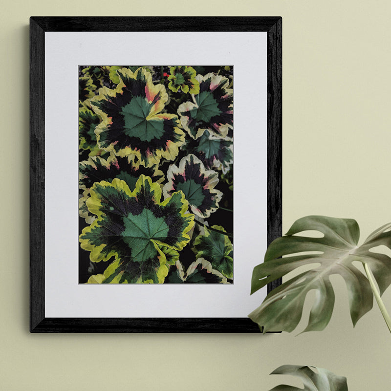 Late Summer Leaves