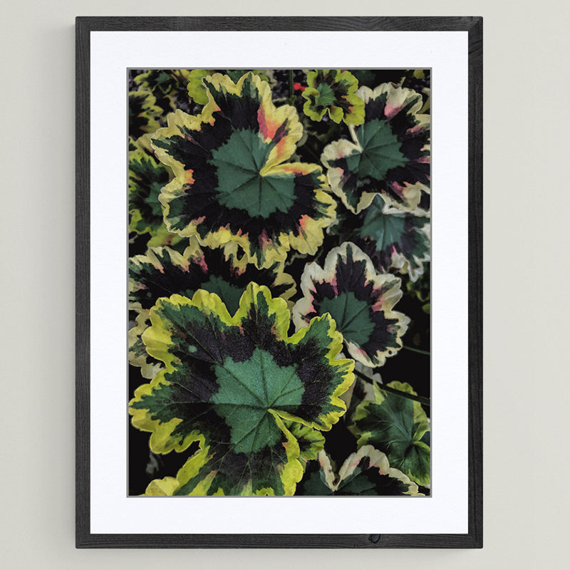 Late Summer Leaves