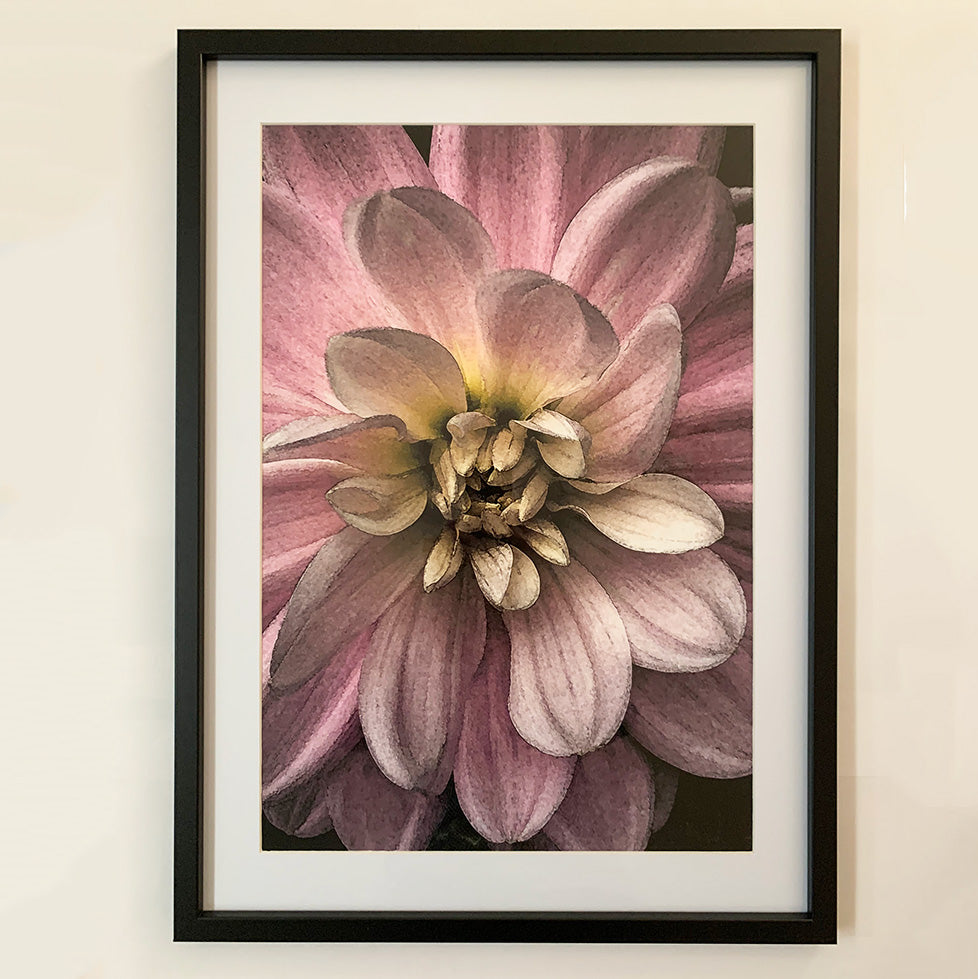Pink Bloom II