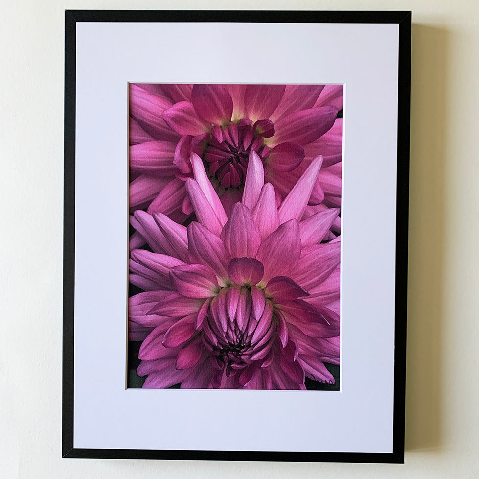 Rose Pink Dahlias
