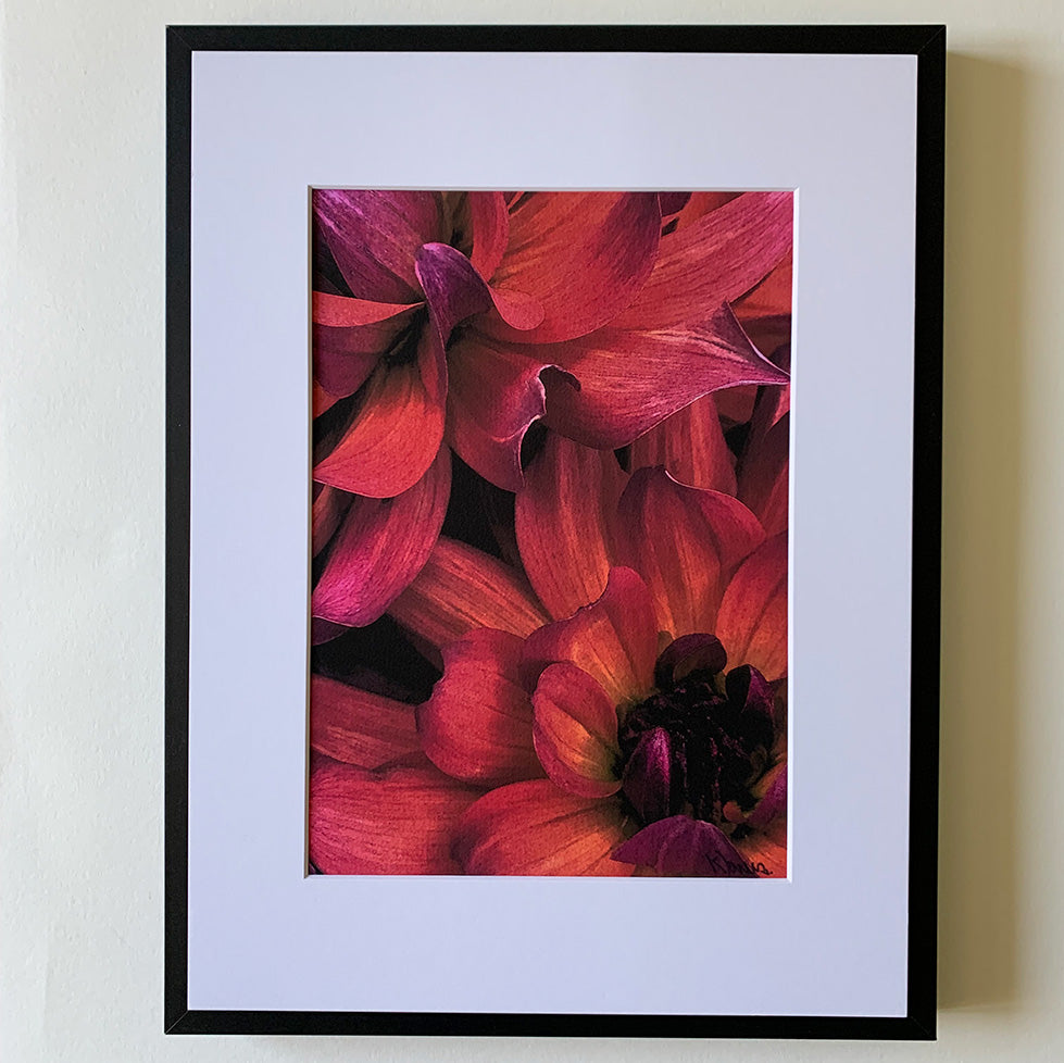 Vibrant Blooms